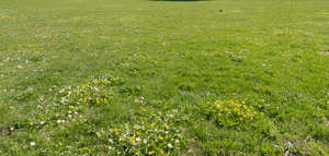 lawn with some spearwort and daisies