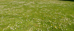 lawn with many blooming flowers