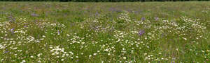 meadow with many daisies and bellflowers