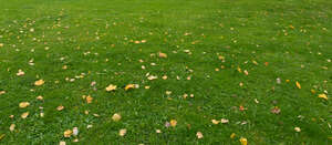 grass field with some fallen leaves