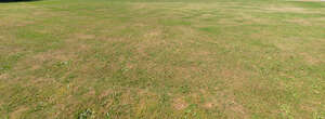 lawn with dry patches in summer