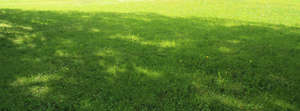 lawn with large tree shadow