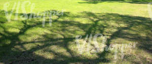 grass ground with tree shadows