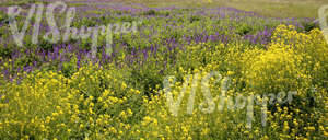 meadow with yellow and purple flowers