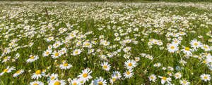 field of blooming daisies