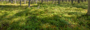 ground in the pine forest