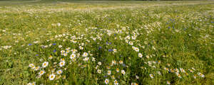 meadow of blooming daisies