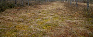 mossy ground in bog forest
