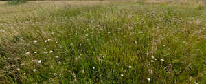 meadow with tall grass