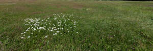 grassy land with blooming yarrow