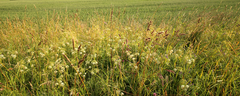60 Grasslands Collection