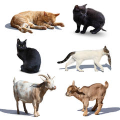 Animal Collection 1