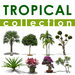 Tropical Collection 1