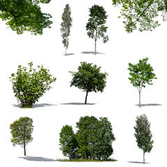 Green Collection 8