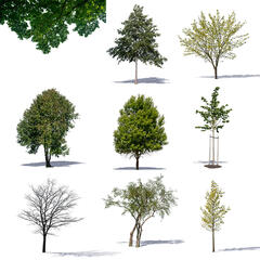 Green Collection 8