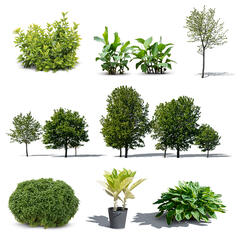Green Collection 8