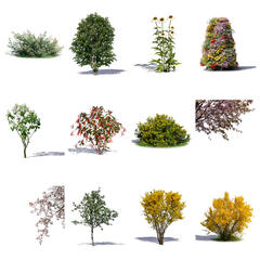 Blooming Collection 2