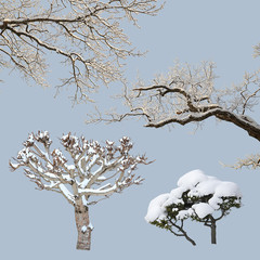 Winter Trees Collection 1