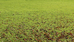 50 Autumn Grounds Collection