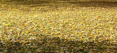 50 Autumn Grounds Collection