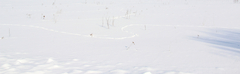 50 Frozen Grounds Collection