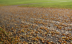 50 Free Grounds