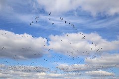 101 Skies Collection Vol.2