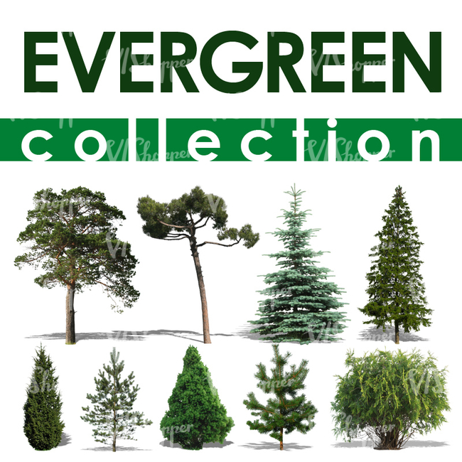 Evergreen Collection 1