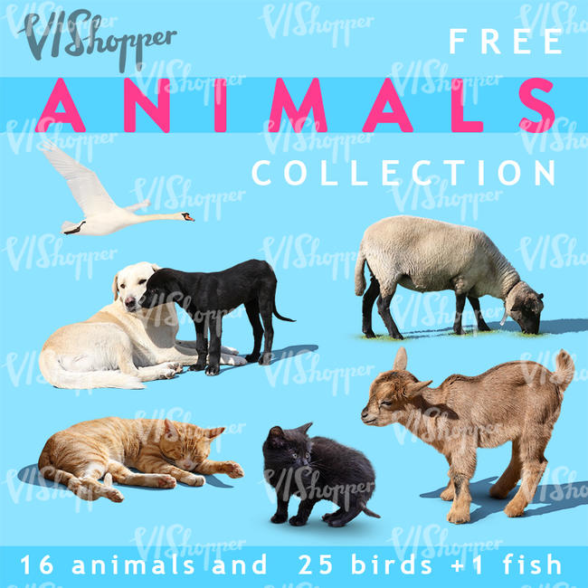 Animal Collection 1