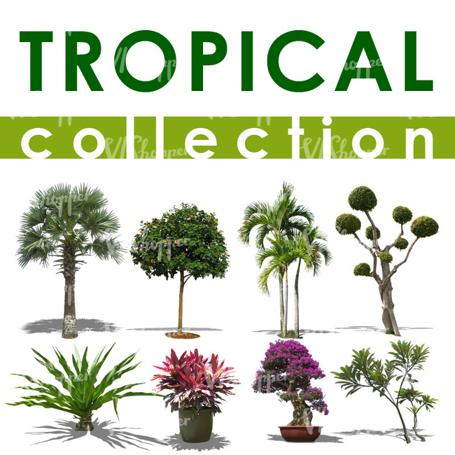 Tropical Collection 1