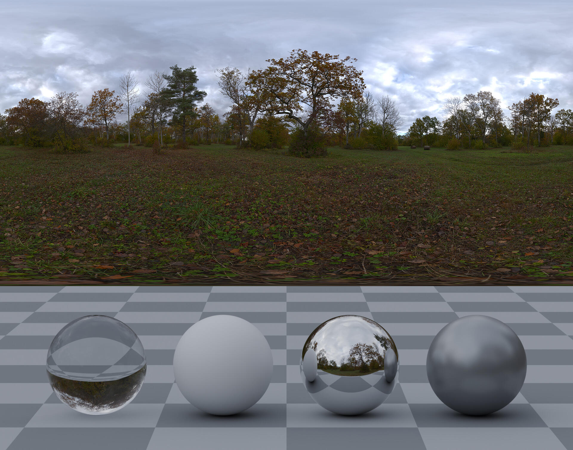 HDRI panorama of a oak forest in autumn