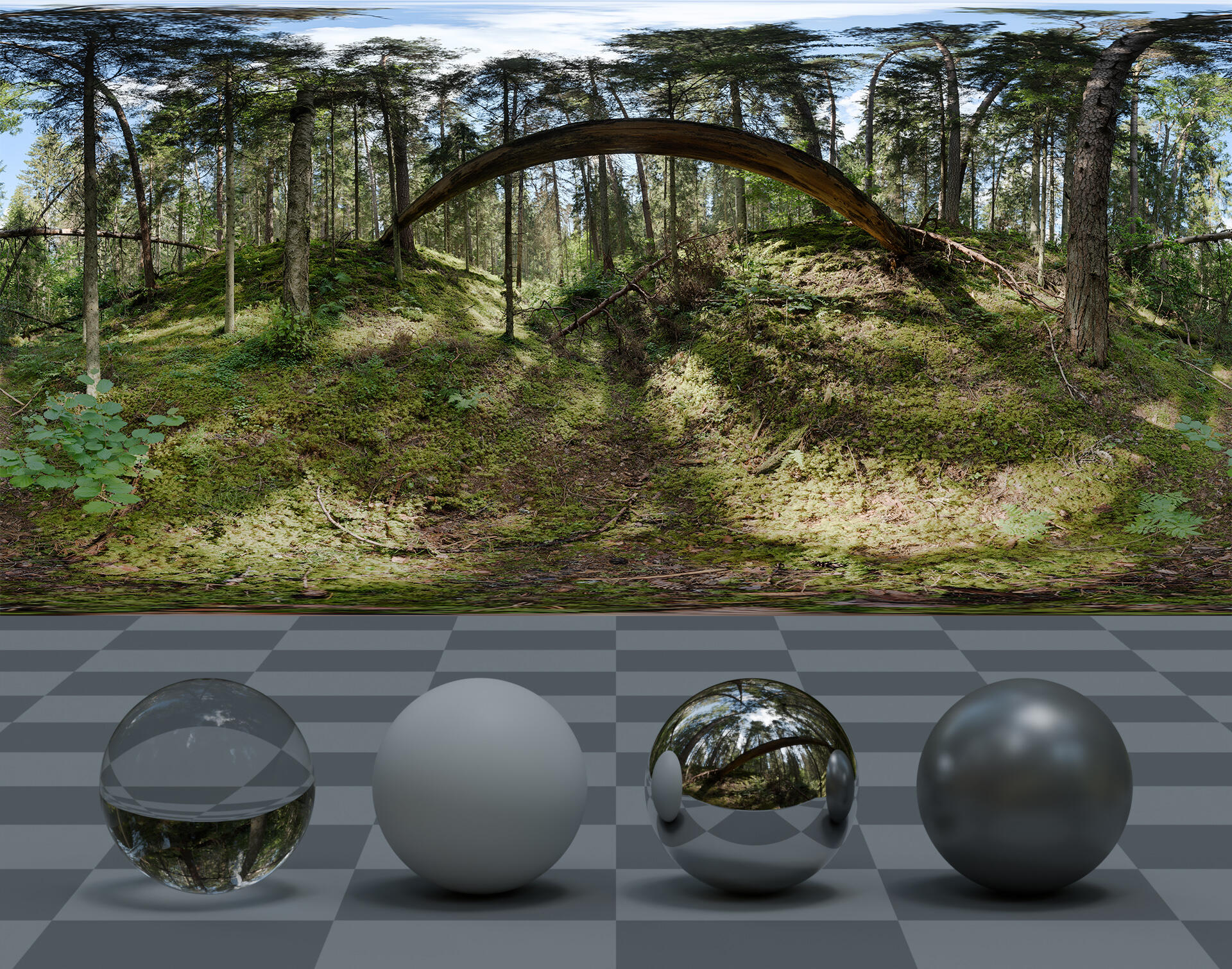 HDRI panorama of a wild forest with sunny sky