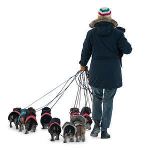 cut out man walking a large group of puppies