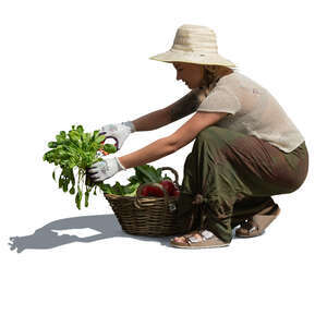 woman squatting in the garden and collectiong vegetables