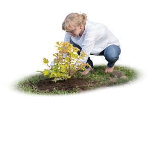 woman planting a bush