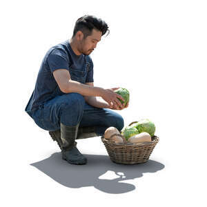 asian man working in the garden and harvesting vegetables
