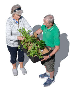 top view of two retired people with plants working in the garden