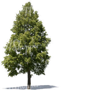 cut out big linden tree with blossoms