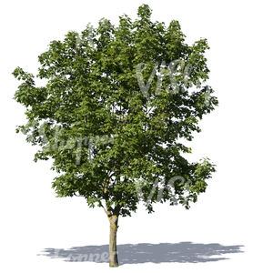 big deciduous tree