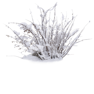 cut out bush covered with snow