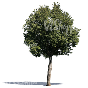 cut out medium size decidiuous tree