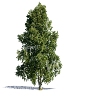 cut out tall birch