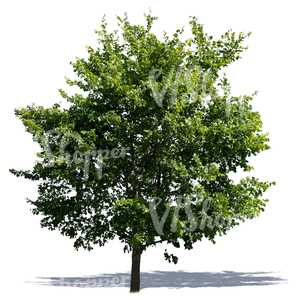 cut out tree with a big crown