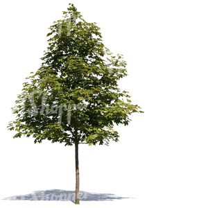 cut out small maple tree