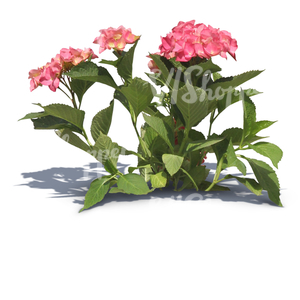 cut out small plant with pink blossoms