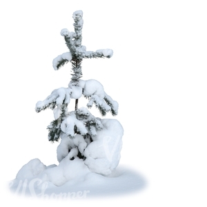 cut out winter fir