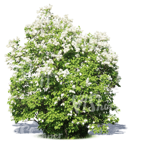 big cut out blooming white lilac