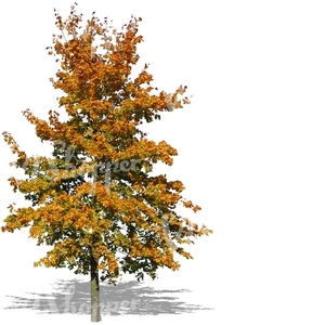cut out tree in autumn