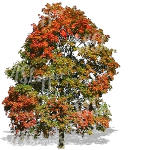 big maple tree with colorful autumn leaves