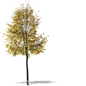cut out birch with golden leaves